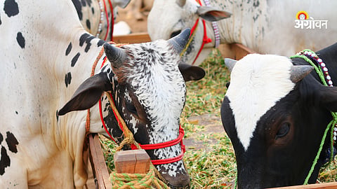Animal Market