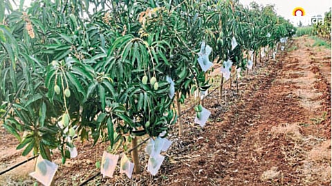 Crop Advice Mango