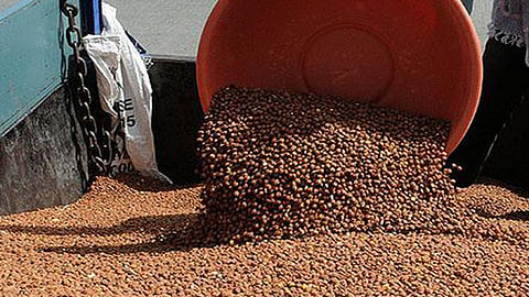 Chana 