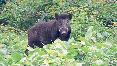 Wild Boar