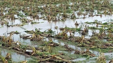 Crop Damage
