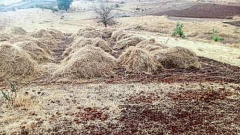 Crop Damage