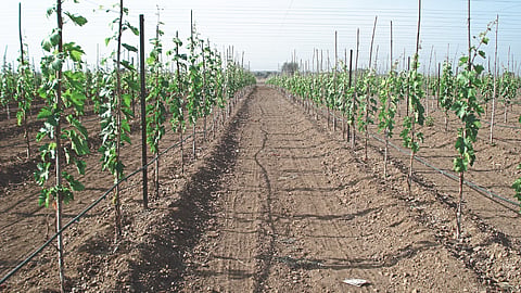 Orchard Management