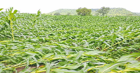 Crop Damage