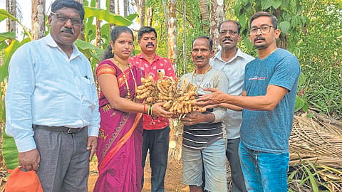 Turmeric Production