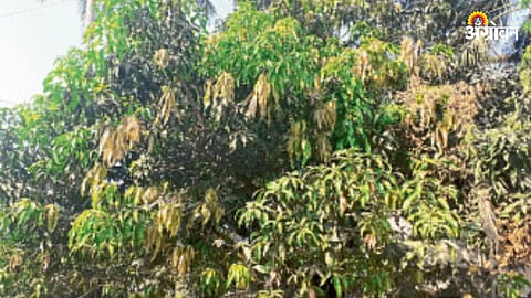 Crop