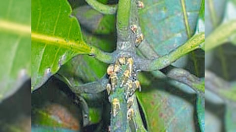 Mango Pest Disease