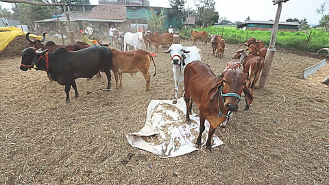 Dairy Business
