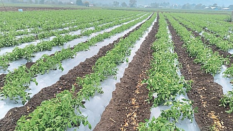 Crop damage 