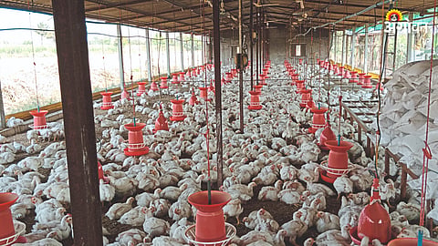 Poultry Farming