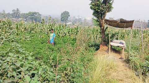 Farm maintenance