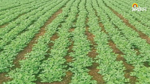 Summer Crop