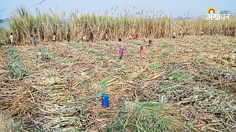 Rabi Crop
