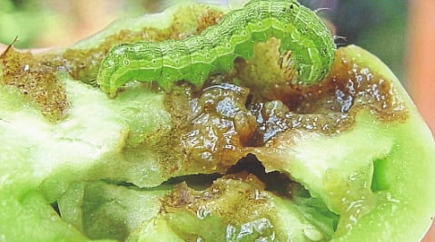 Tomato Pest