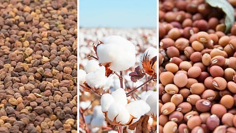 Chana Tur Cotton