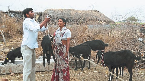 Goat Farming