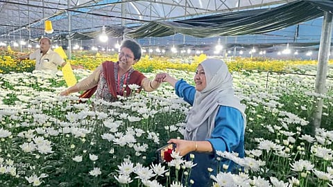 Flower Farming