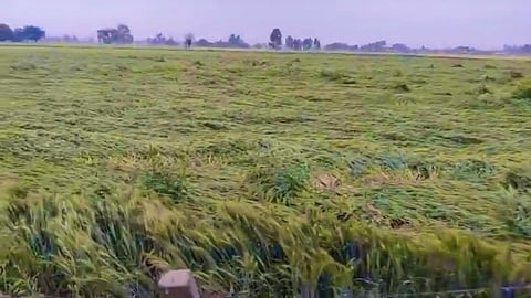 Crop Damage 