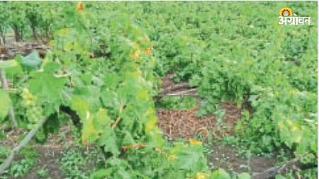 Grape Orchard Damage
