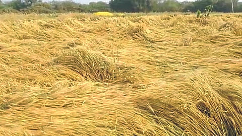 Crop Damage 
