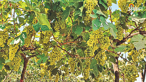 Grape Orchard