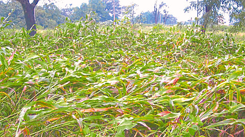 Crop Damage