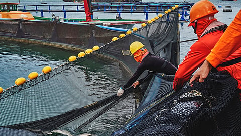 Fisheries 
