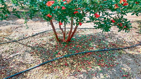 Pomegranate Orchard Management