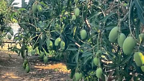 Kesar Mango