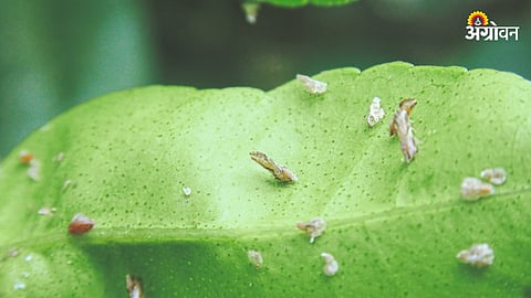 Citrus Pest