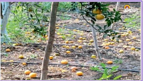 Fruit Orchard Damage