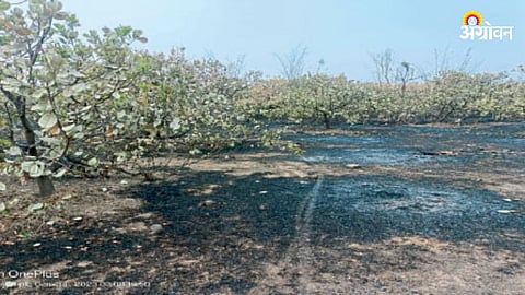 Cashew Orchard Fire