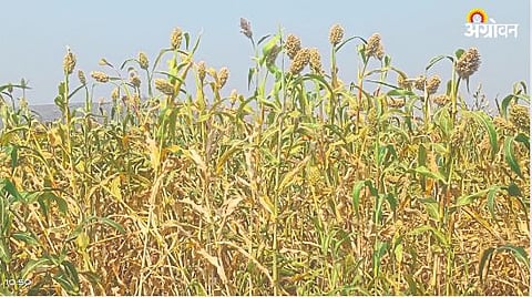 Sorghum Crop
