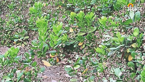 Cashew Management
