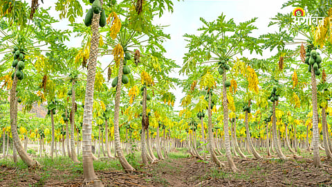 Papaya Crop