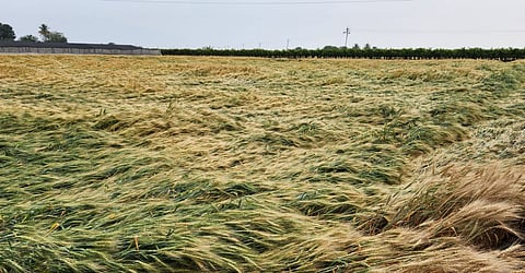 Crop Damage  