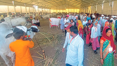 Livestock exhibition 