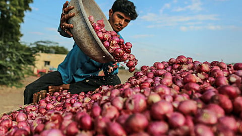 Onion Market