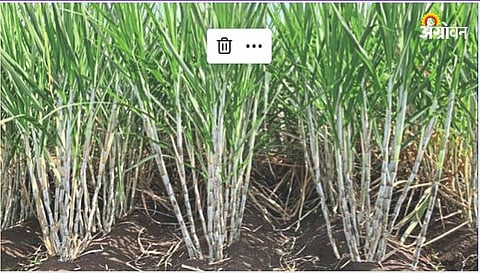 Sugarcane 