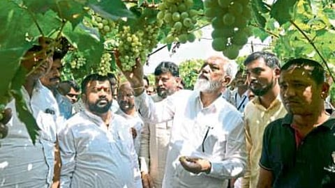 Dada bhuse