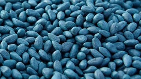 Cotton Seed