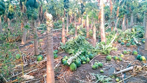 Crop Loss