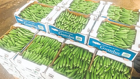 Okra Production 