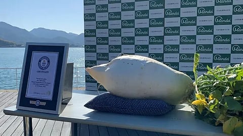 Heavy Radish 
