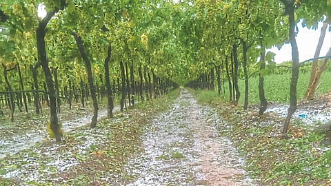 Crop Damage 
