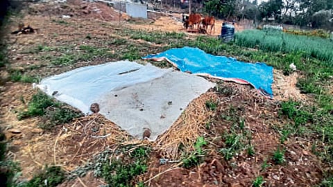Crop Damage Survey