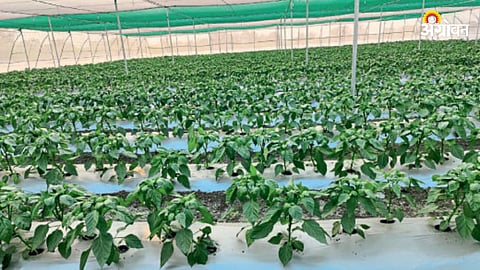 PoCRA Project News