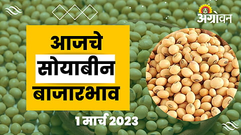 Soybean Rate