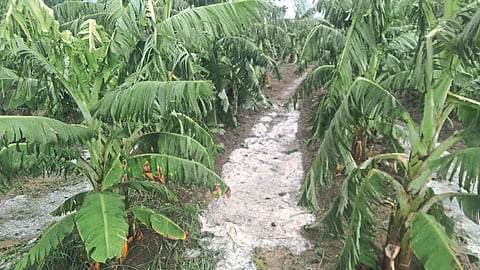 Banana Crop Damage