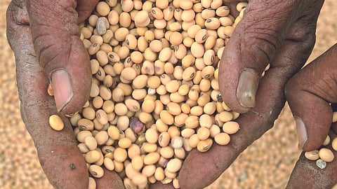 Soybean Market 
